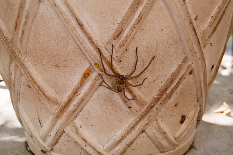 huntsman-spider-2861182_1920