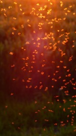 non-biting-midges-1837621_1920