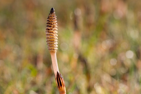 horsetail-2296440_1920