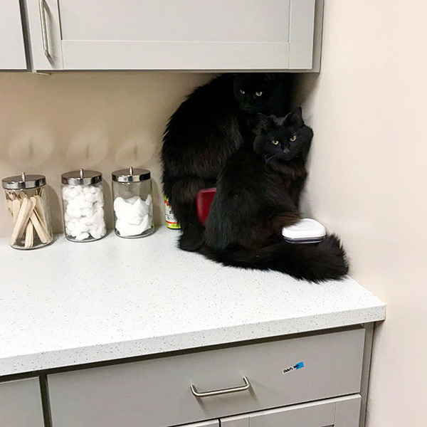funny-scared-cats-vet-clinic-114-5c262e78b8c42__605