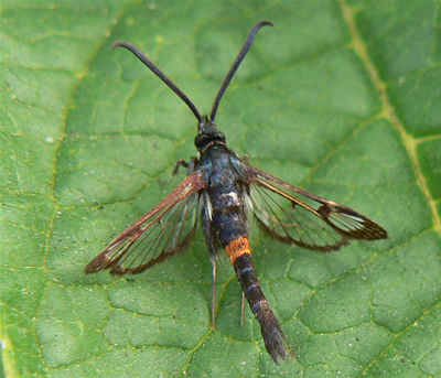 Red-belted_Clearwing_Synanthedon_myopaeformis