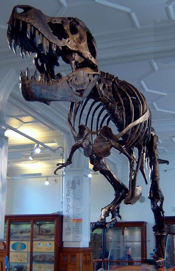 Stan_the_Trex_at_Manchester_Museum