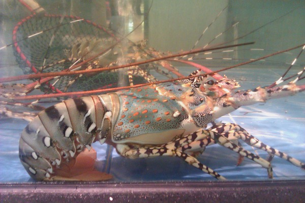 Panulirus_ornatus