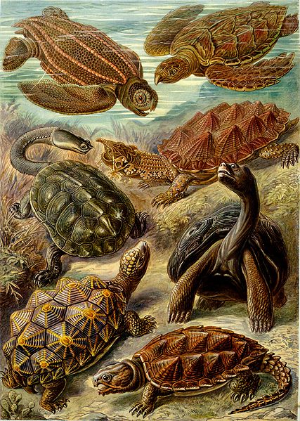 427px-Haeckel_Chelonia