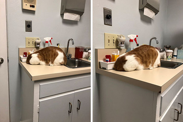 funny-scared-cats-vet-clinic-149-5c2630d306d07__605
