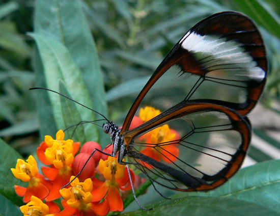 glasswing-butterfly2