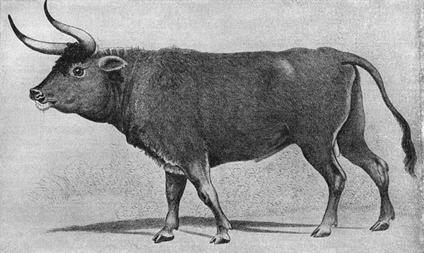 悲報、17世紀以降に絶滅した動物が多すぎる