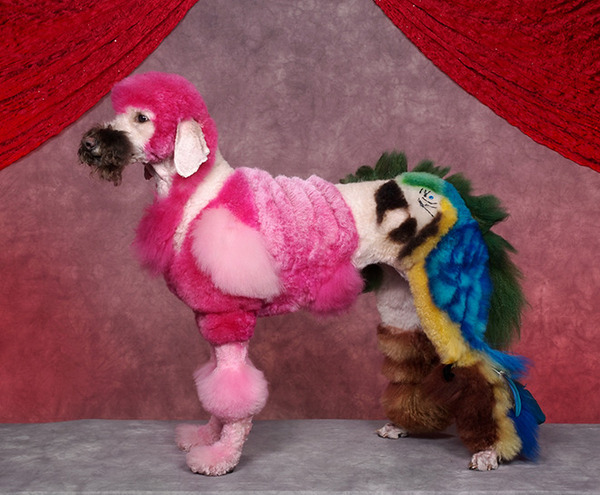 crazy-dog-grooming15