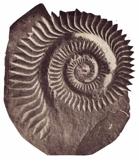 Helicoprion_Bessonovi2