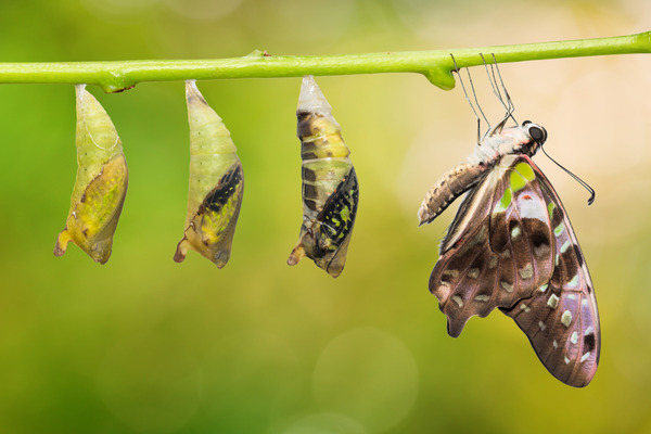 shutterstock_1177053031