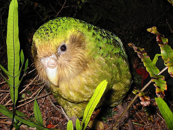 kakapo-01