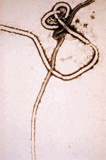EBORA