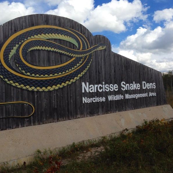narcisse