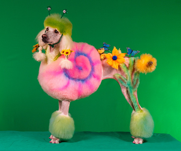 crazy-dog-grooming10