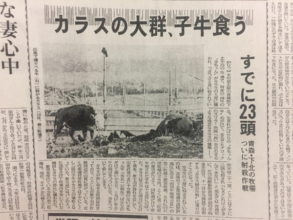 【昭和の怪奇事件】恐怖の怪物「牛食いカラス」青森に現る！20頭以上の子牛が被害に！