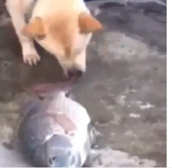 陸に打ち上げられた魚を助けようと必死に水をかける犬の動画が話題に