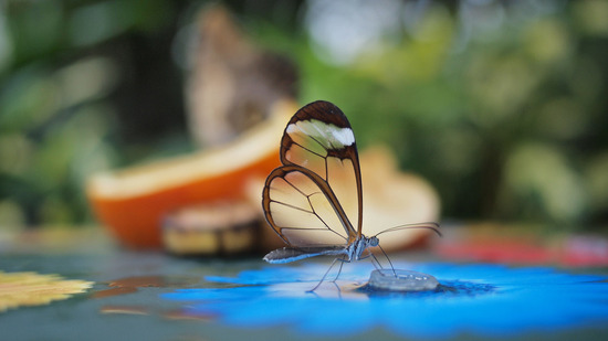 glasswing-butterfly1