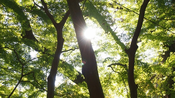 woods-344458_960_720