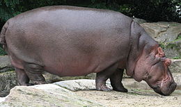 260px-Nijlpaard
