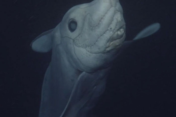 ghost-shark-chimaera-captured-first-time-2