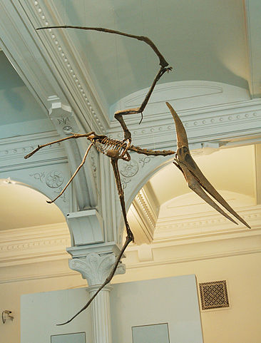 366px-Pteranodon_amnh_martyniuk