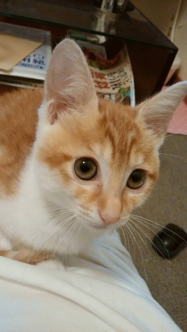 【猫画像】うちの猫より美人いるの？