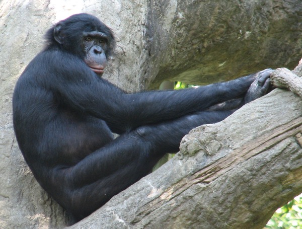 Bonobo_cincyzoo
