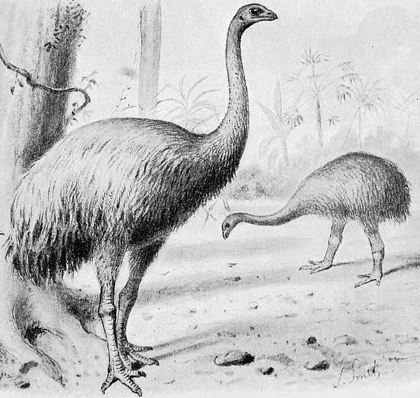 632px-Giant_moa
