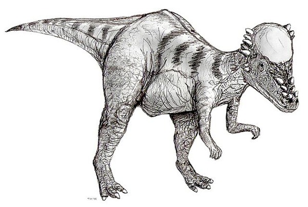 640px-Sketch_pachycephalosaurus2