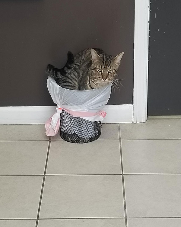 funny-scared-cats-vet-clinic-129-5c262f666b963__605 (1)