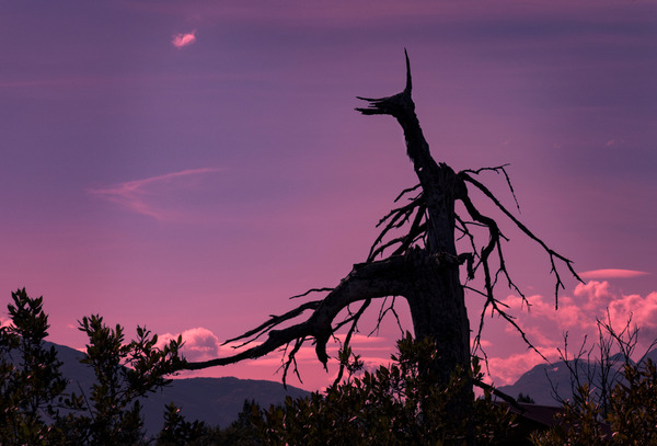 shutterstock_1249405852