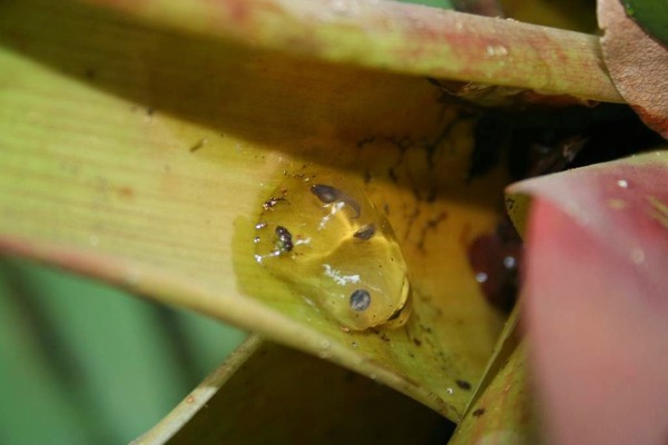 poison frog tadpoles carrying on back 7