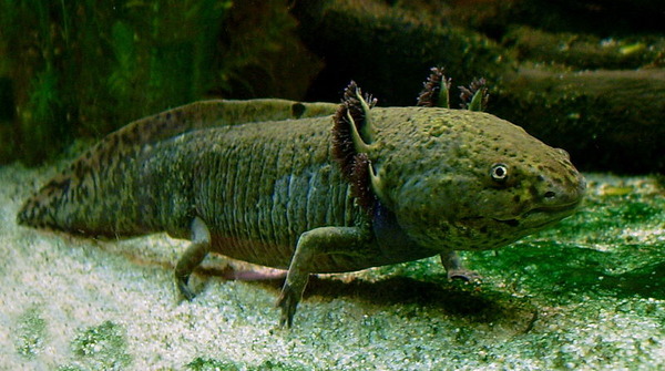 800px-Axolotl_ganz