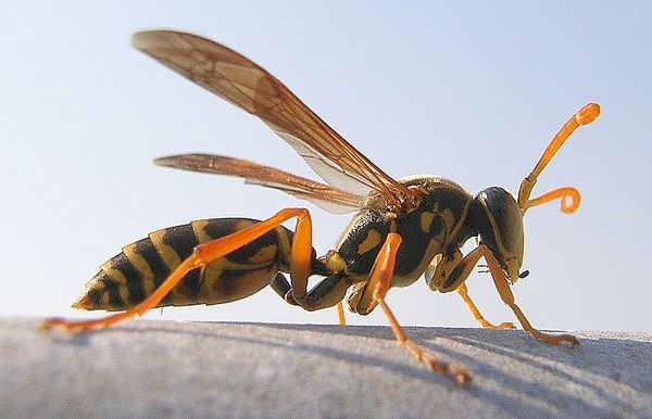 800px-Polistes_chinensis_antennalis_(cropped)