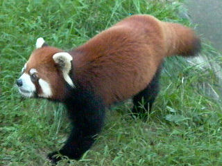 Red_panda