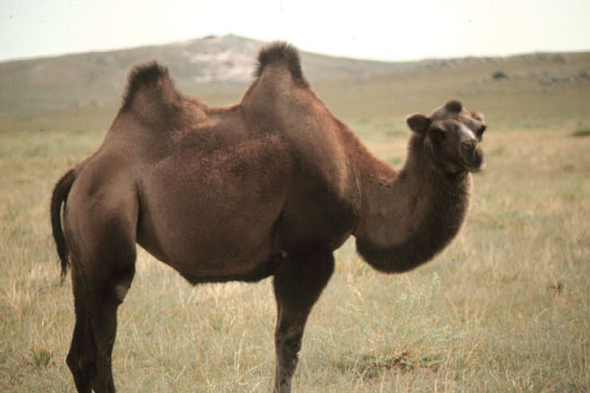 Camel_in_Mongolia