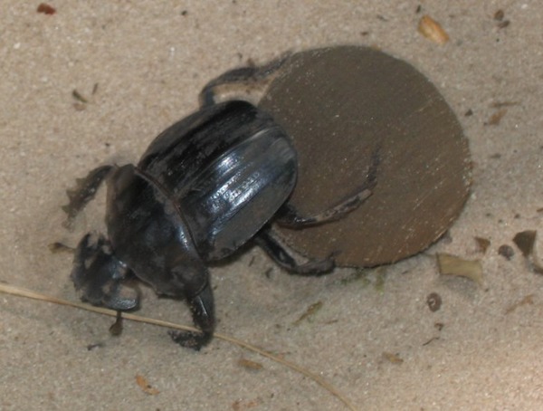 Dungbeetle