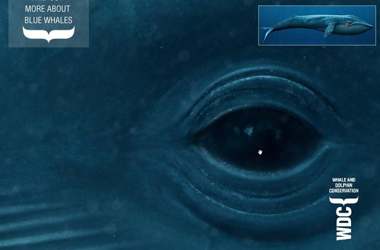WDCS - Life size blue whale