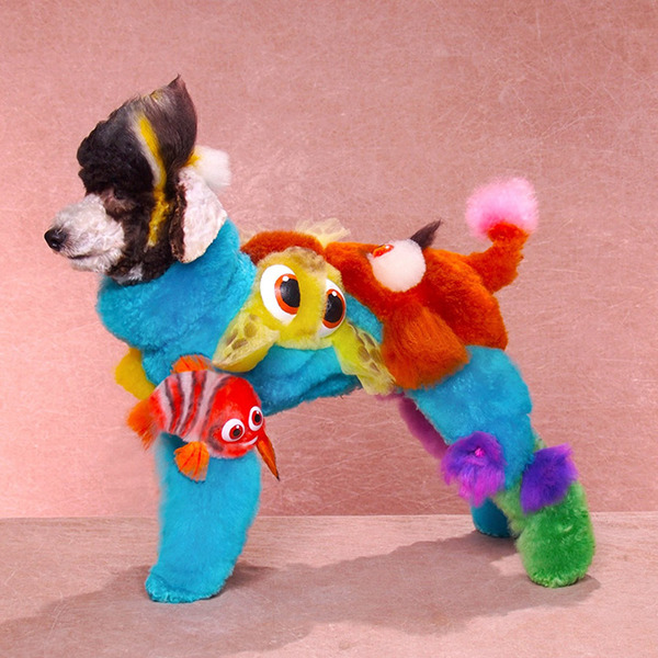 crazy-dog-grooming20