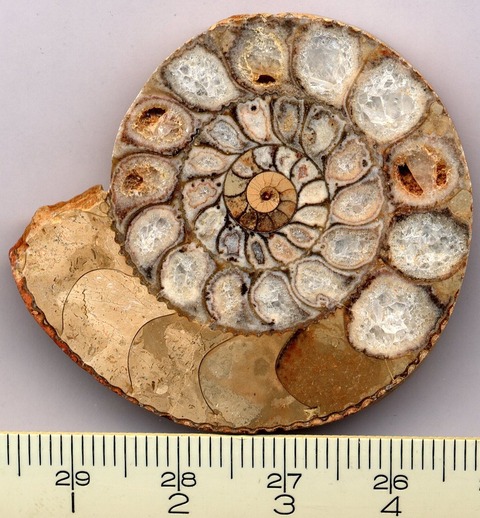 Ammonite_section