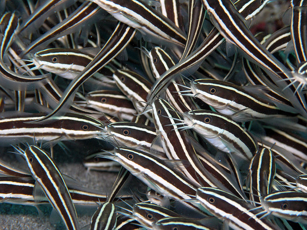 800px-Image-Striped_eel_catfish2
