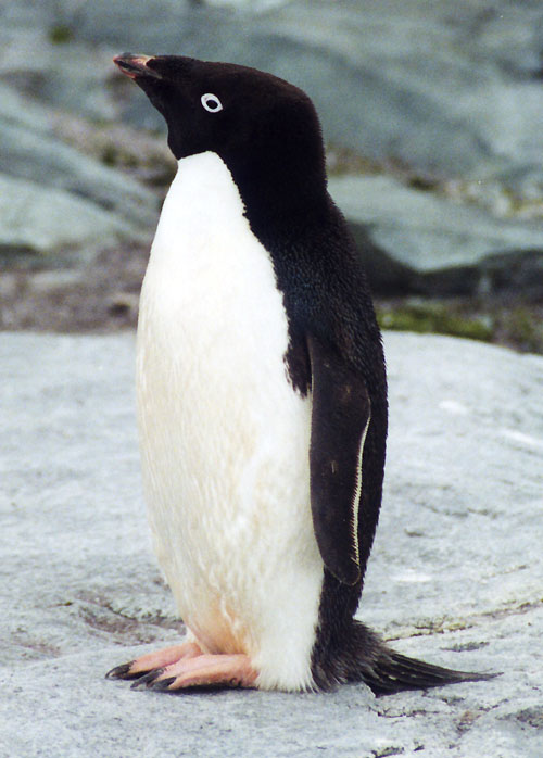 Adelie_Penguin