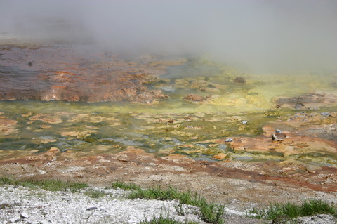 極限環境微生物