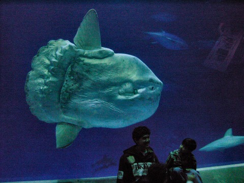 Mola_mola_ocean_sunfish_Monterey_Bay_Aquarium_2