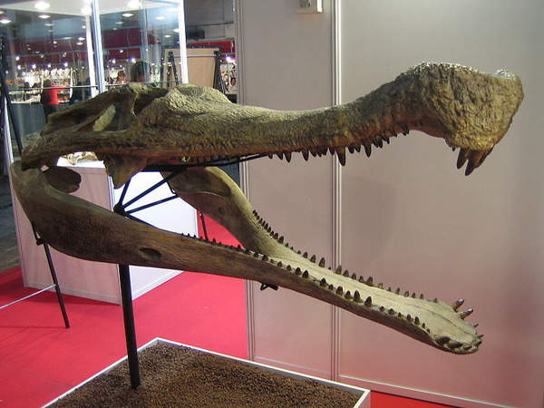 800px-Sarcosuchus_imperator_skull