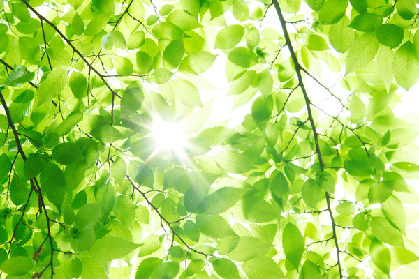 shutterstock_292857341