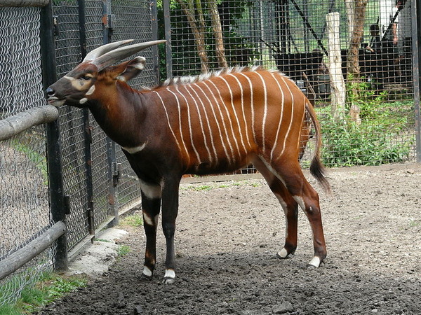 800px-Bongo_Tragelaphus_eurycerus