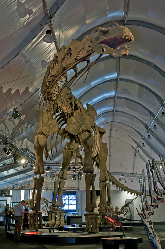 アルゼンチノサウルス