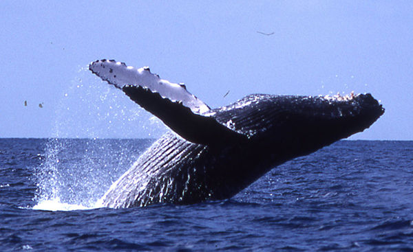 米海洋大気局「ザトウクジラはもはや絶滅危惧種ではない」