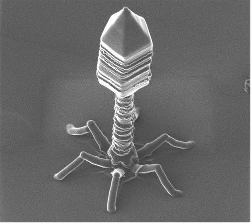 20091116t4bacteriophage